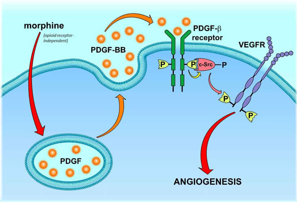 Proposed mechanism of morphine-mediated PDGFR/VEGFR co-activation in endothelial cells.