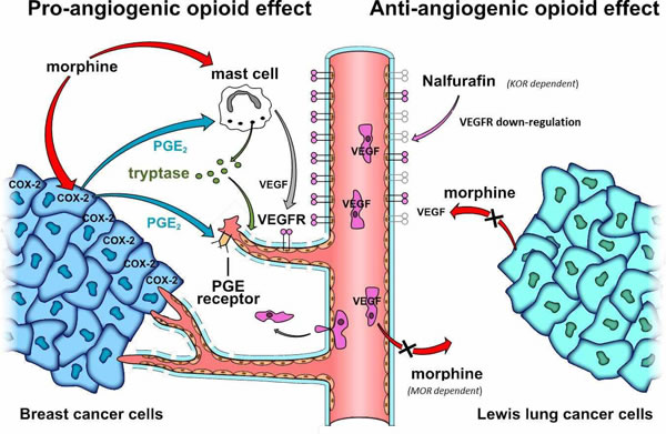 Opiodergic mechanisms of tumor angiogenesis.