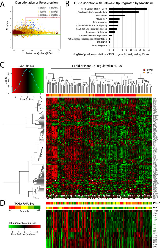 Identification of azacytidine up-regulated transcription factors and interferon signaling related genes, and their clustering of primary Non-Small Cell Lung Cancer in TCGA.