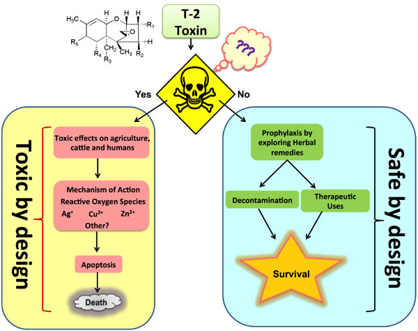 Schematic representation of T-2 toxin by its toxic and safe design.