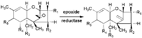 Microbial transformation of trichothecenes into their de-epoxylated forms.