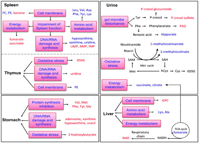 Diagrammatic representation of altered metabolic pathways in different organs of Wistar rats followed by T-2 toxin treatment.