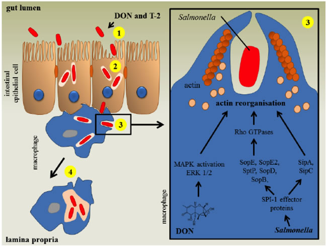 The impact of T-2 mycotoxins on the human intestinal gut region against infection by salmonella.