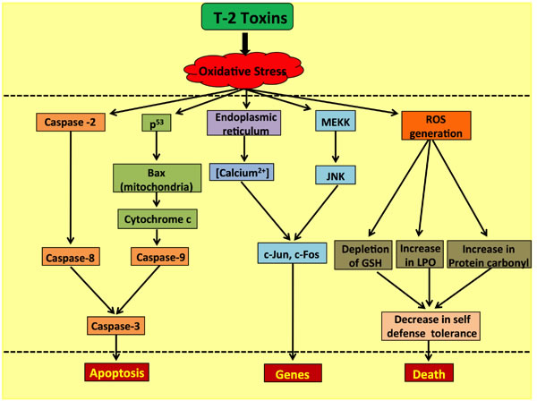 Role of the T-2 toxin in causing ROS-mediated caspase-dependent and independent apoptosis in human cells.