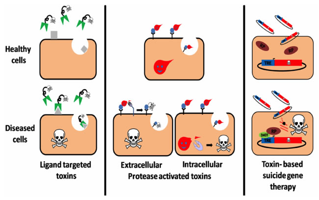 Three targeting strategies in a T-2-toxin-based therapy.