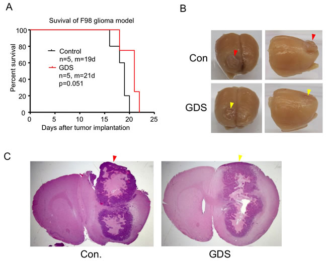 GDS prevented meningeal growth of brain tumor implantation.