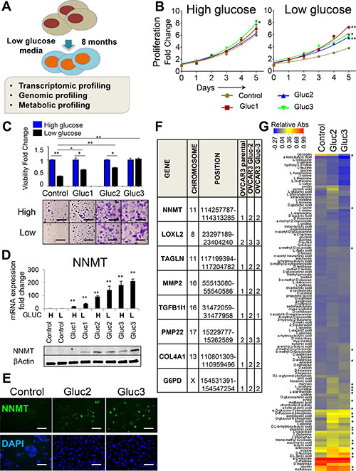Glucose deprivation induces NNMT expression in OVCAR3 cells.