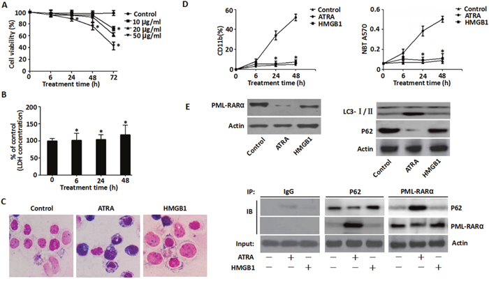 Effects of exogenous HMGB1 on ATRA-induced differentiation.