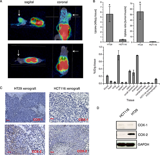 In vivo study with [I-124]6 compound in colon carcinoma xenografted SCID mice.