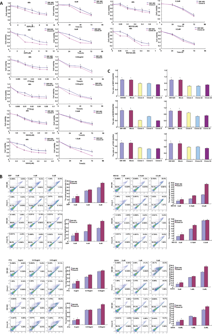 BTG3 expression enhances the sensitivity of colorectal cancer cells to chemotherapeutic drugs.