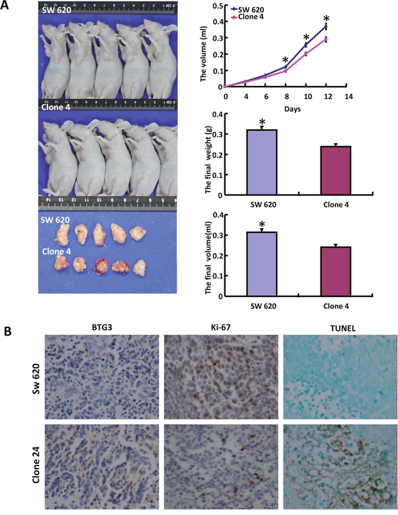 The roles of BTG3 overexpression on the growth of colorectal cancer cells in nude mice.