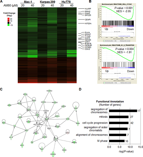 The RARA-specific retinoid, AM80, down-regulates expression of cell cycle gene in T-cell lymphoma cells.