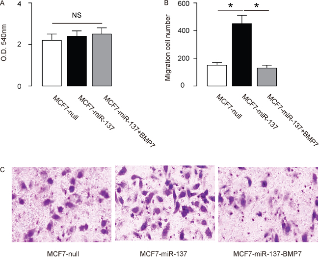 Overexpression of miR-137 increases MCF7 EMT and cell invasion through suppressing BMP7.