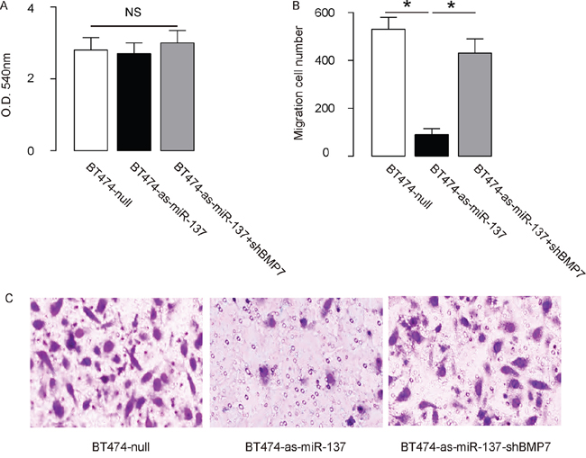 Depletion of miR-137 decreases BT474 EMT and cell invasion through augmentation of BMP7.