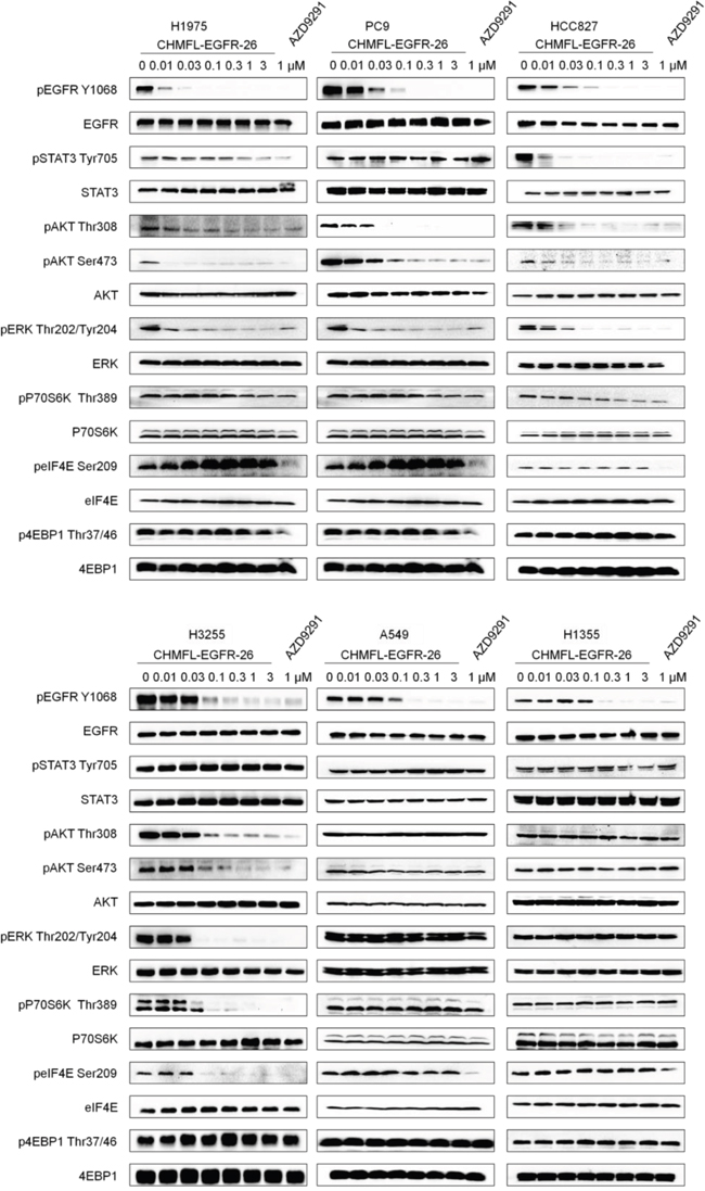 Effect of CHMFL-EGFR-26 on EGFR mediated signal pathway in NSCLC mutants and wt cell lines.