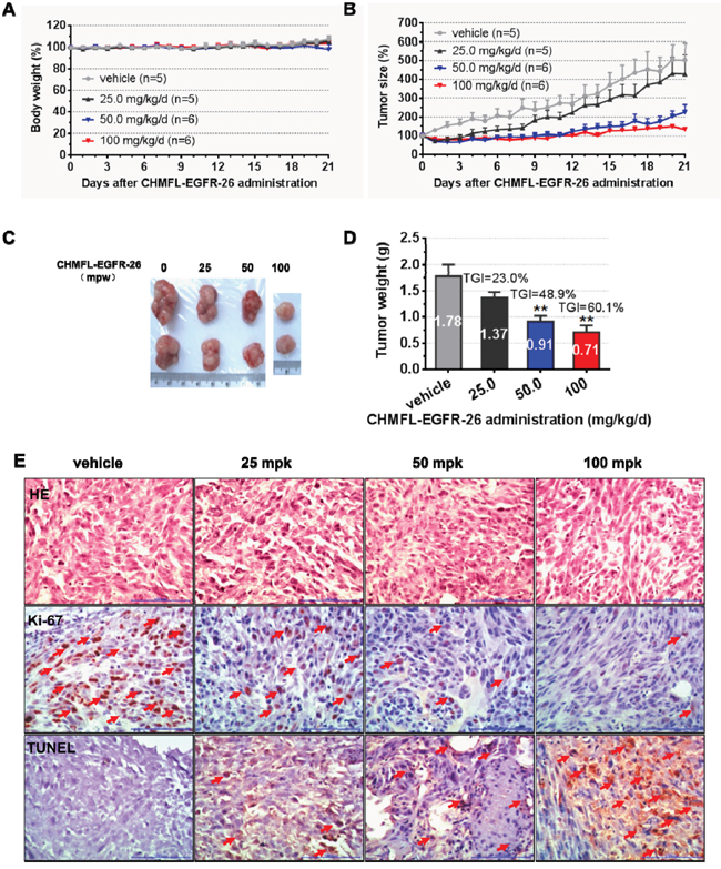 Anti-tumor efficacy of CHMFL-EGFR-26 in H1975 cell inoculated xenograft mouse mode.