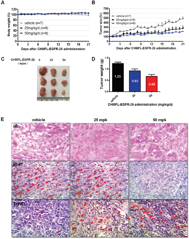 Anti-tumor efficacy of CHMFL-EGFR-26 in PC9 cell inoculated xenograft mouse mode.