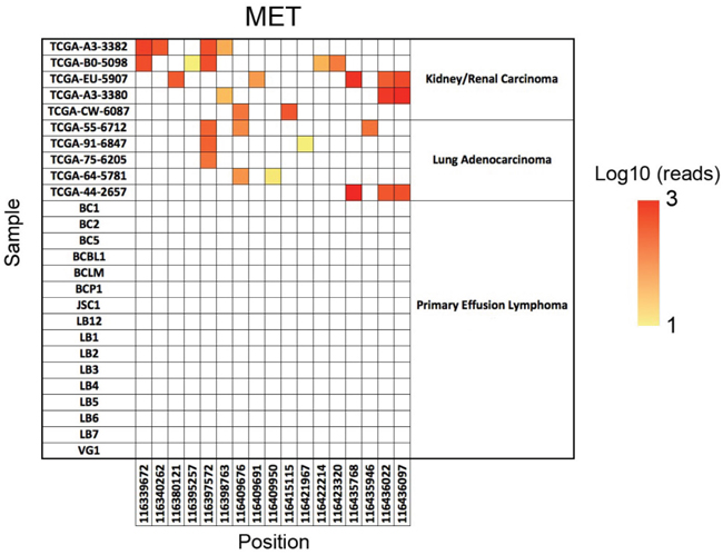 The SNV analysis of c-MET.