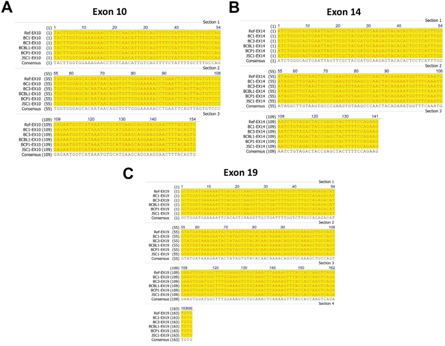 Sequencing and alignment analysis of representative exons of c-MET from PEL cell-lines.