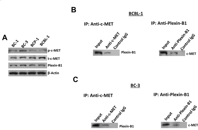 The interaction of c-MET and Plexin-B1 proteins within PEL cell-lines.