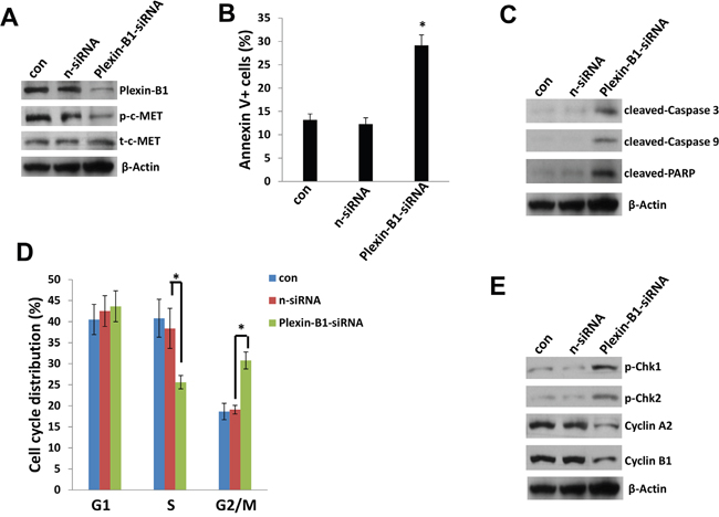 Plexin-B1 is required for c-MET activation and mediated functions within PEL cells.