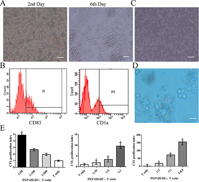 PEPvIII-DCs stimulated T cell proliferation.