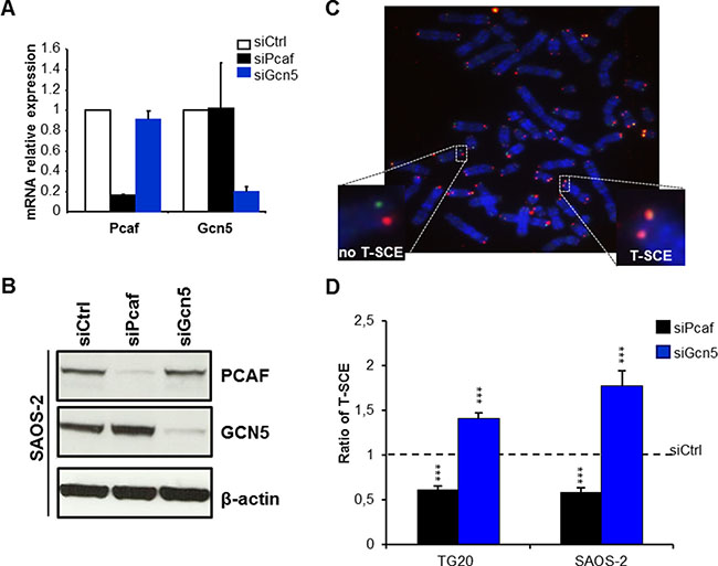 Opposite effects of PCAF and GCN5 down-regulation on telomere sister chromatid exchanges (T-SCEs) in ALT cells.