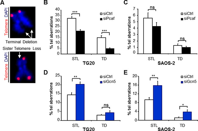 Opposite effects of PCAF and GCN5 down-regulation on telomere instability in TG20 GSCs and SAOS-2 cells.
