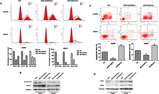 miR-363-3p induces cell cycle arrest and promotes cell apoptosis.