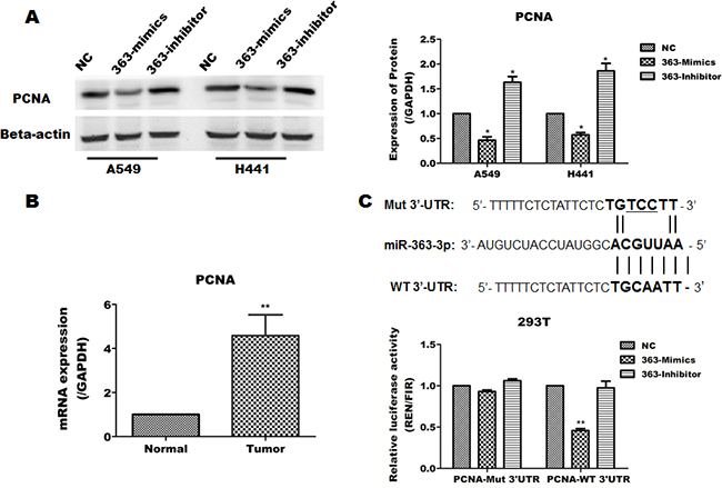 miR-363-3p inhibits the expression of PCNA by binding its 3&#x2019;UTR.