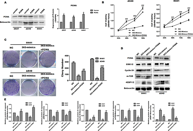 Overexpression of PCNA abrogates miR-363-3p induced inhibition in lung adenocarcinoma cells.