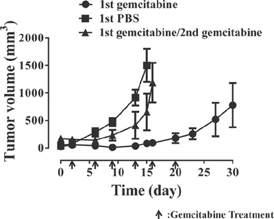 In vivo KU19-19 tumor xenografts develop resistance to gemcitabine.