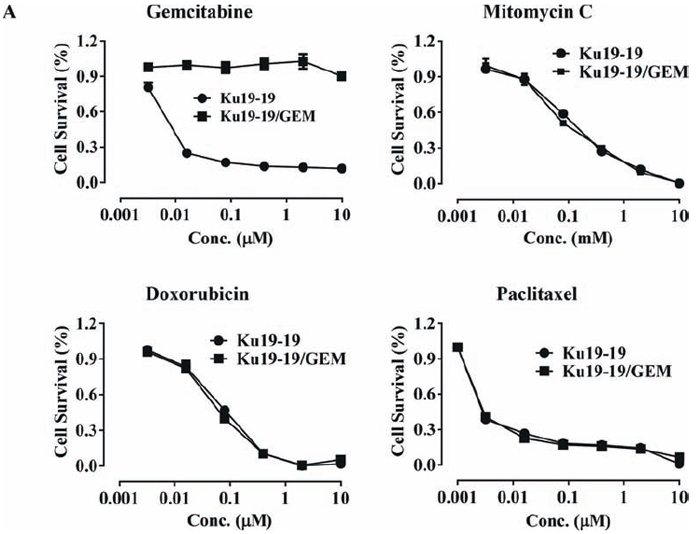 Development of a gemcitabine-resistant KU19-19 cell line.