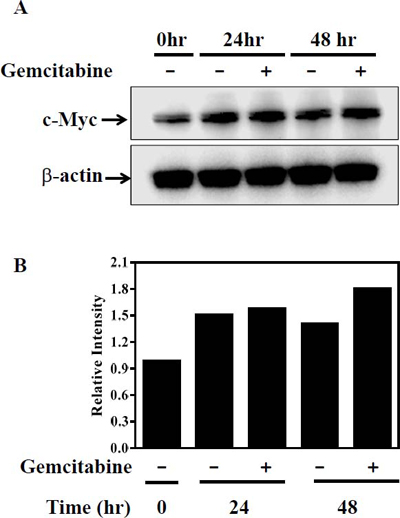 c-Myc expression is up-regulated in the presence of gemcitabine in KU19-19/GEM cells. (A)