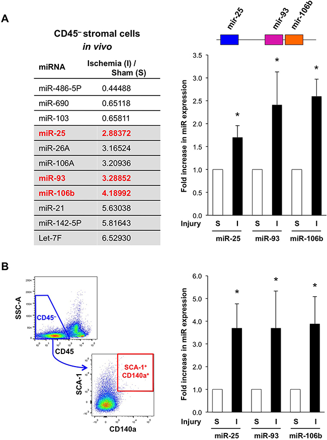 Ischemia-induced up-regulation of miR-25-93-106b in the bone marrow (BM) stromal niche.