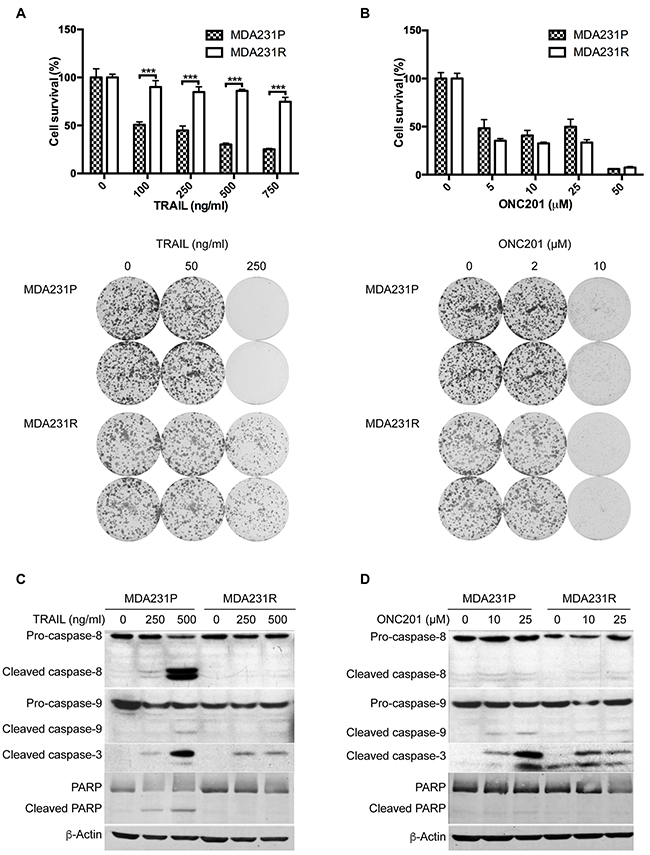 ONC201 induces apoptosis in TRAIL-sensitive and -resistant MDA231 cells.