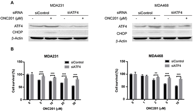 ATF4 knockdown decreases ONC201-induced growth inhibition.