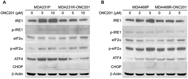 ONC201-resistant TNBC cells have a defect in the activation of ATF4.