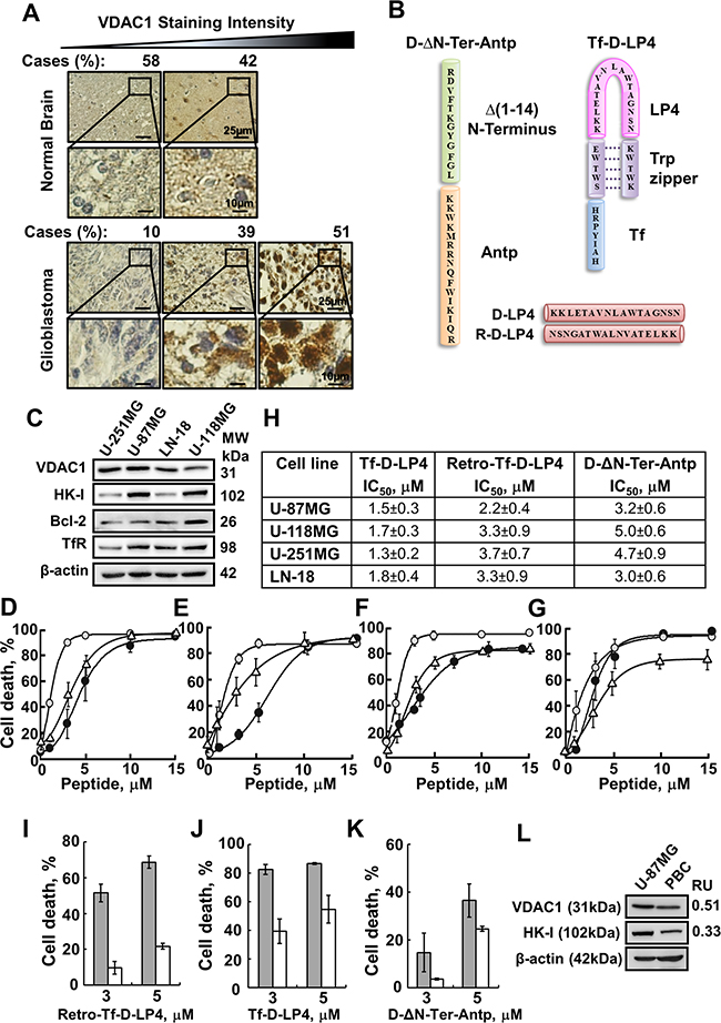 VDAC1-based peptides induce dramatic cell death of several brain tumor-derived cell lines but to lesser extent in primary brain cells.