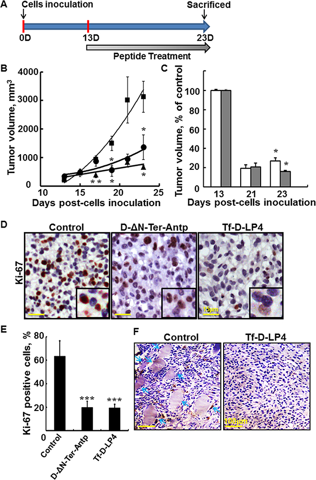 VDAC1-based peptides inhibit tumor growth, cell proliferation, and invasion in a glioblastoma xenograft mice model.