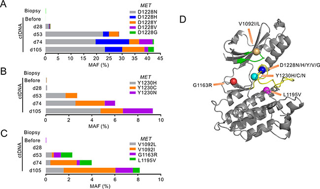 MET mutations identified following crizotinib treatment.