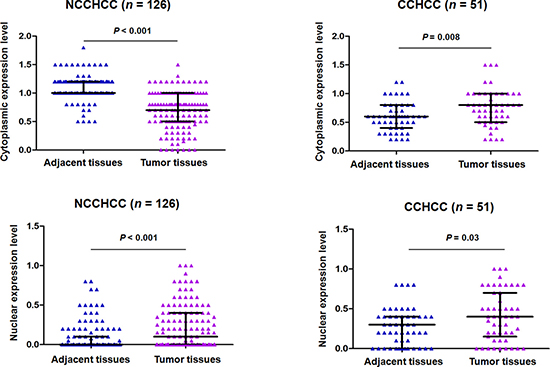 TERT subcellular expression in paired adjacent and tumor tissues of NCCHCC and CCHCC.