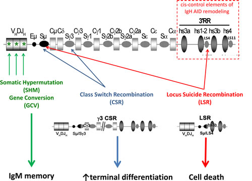 AID targeting of the IgH locus.