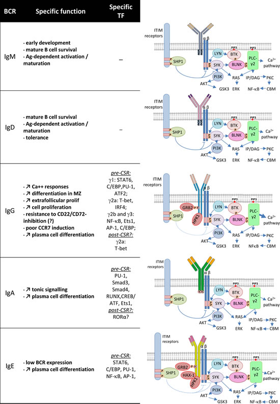 BCR class and signaling cascades.