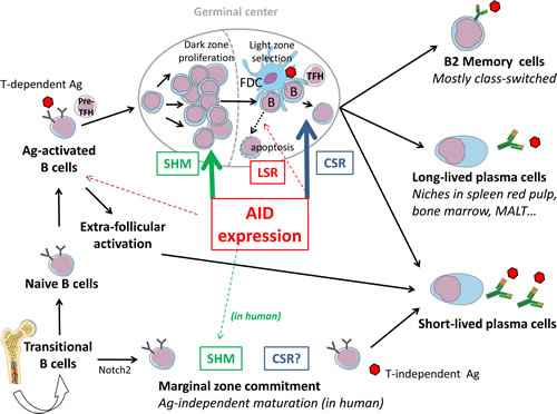 AID-modulation of B cell fate in the context of lymphoid tissues.