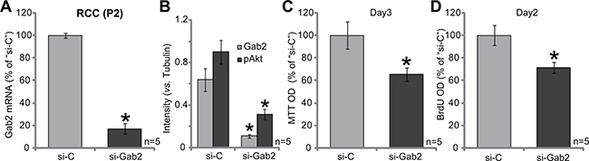 siRNA knockdown of Gab2 inhibits primary RCC cell proliferation.