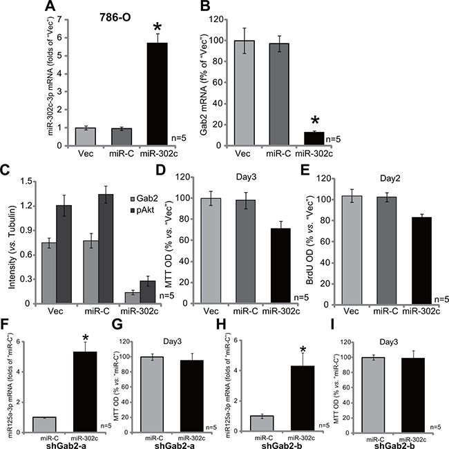 Exogenous expression of miR-302c silences Gab2 and inhibits 786-O cell proliferation.