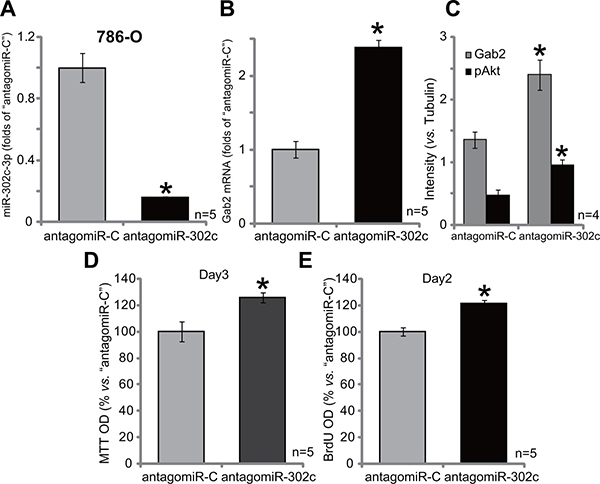 AntagomiR-302c depletes miR-302c, causing Gab2 upregulation, Akt activation and 786-O cell proliferation.