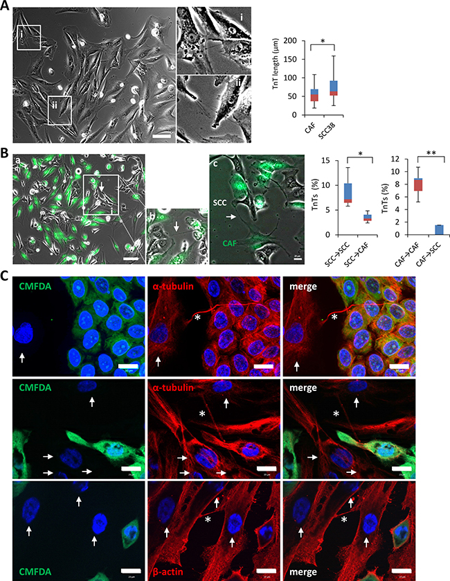 TnTs emanating from SCC cells preferentially connect with other cancer cells rather than to cancer-associated fibroblasts.