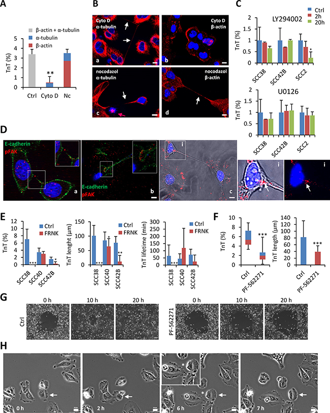 Involvement of actin microfilaments, PI3K and FAK in TnT formation.